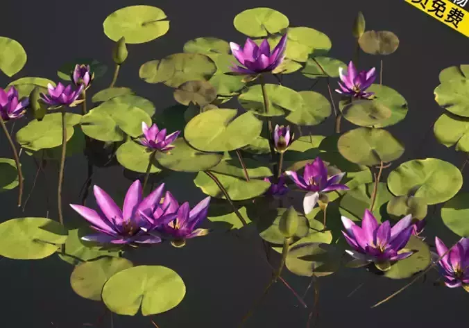 Water lilies  lotus flowers  and water lilies