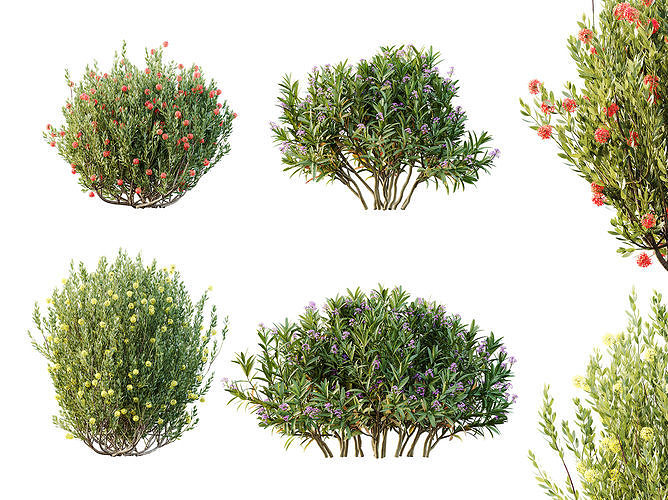 AV Spring flowering shrubs Nerium Rose Pink and Ixora Jasmine 3D model