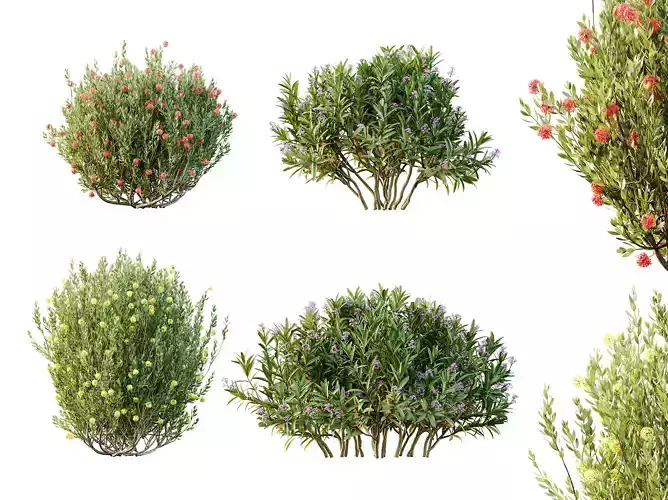 AV Spring flowering shrubs Nerium Rose Pink and Ixora Jasmine 3D model