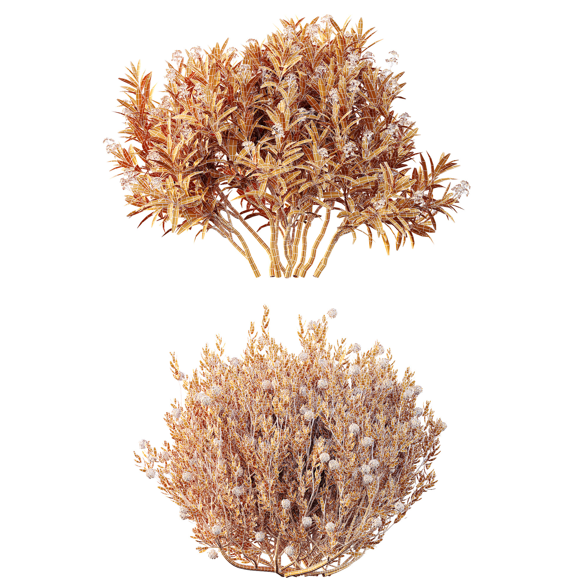 AV Spring flowering shrubs Nerium Rose Pink and Ixora Jasmine 3D model_7