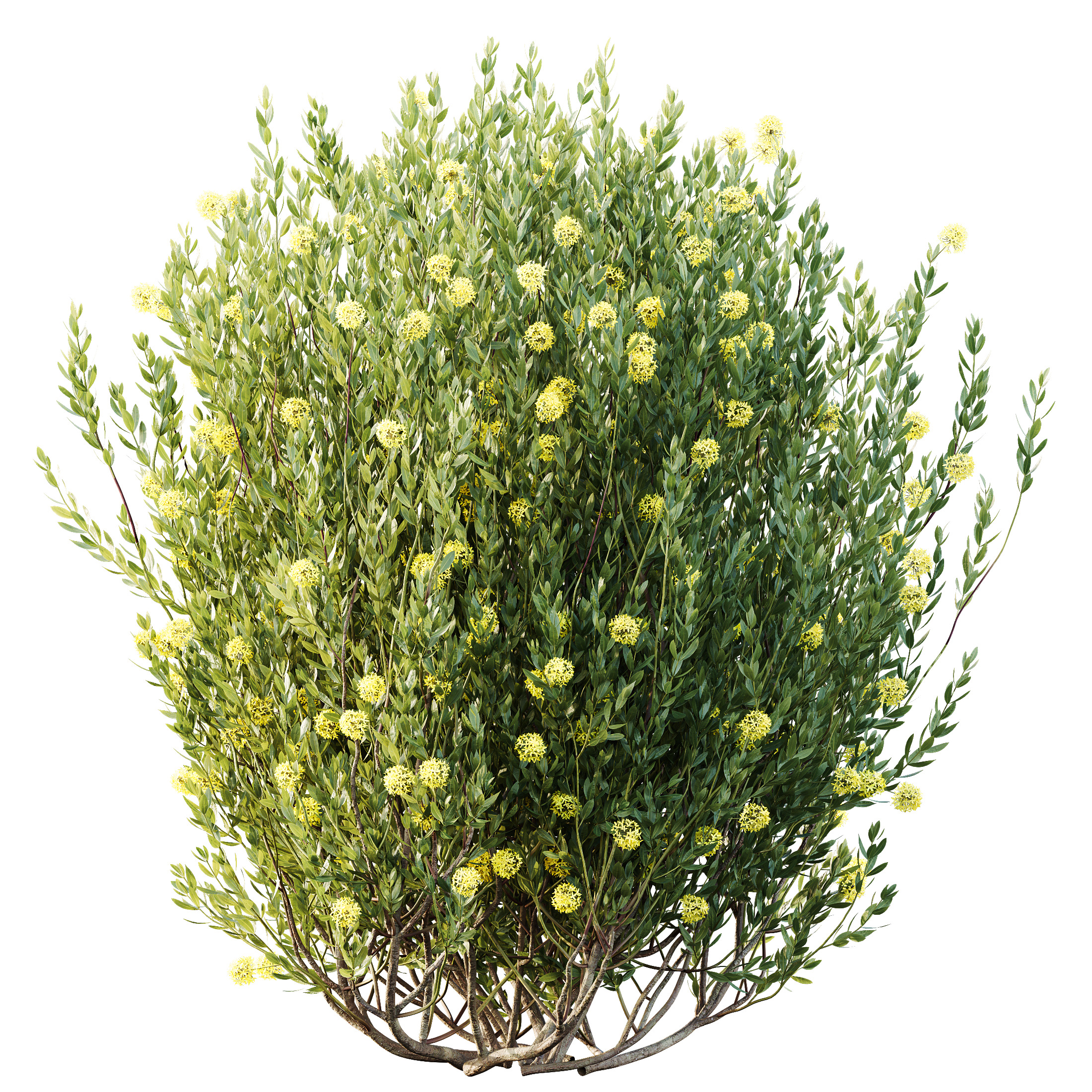 AV Spring flowering shrubs Nerium Rose Pink and Ixora Jasmine 3D model_3