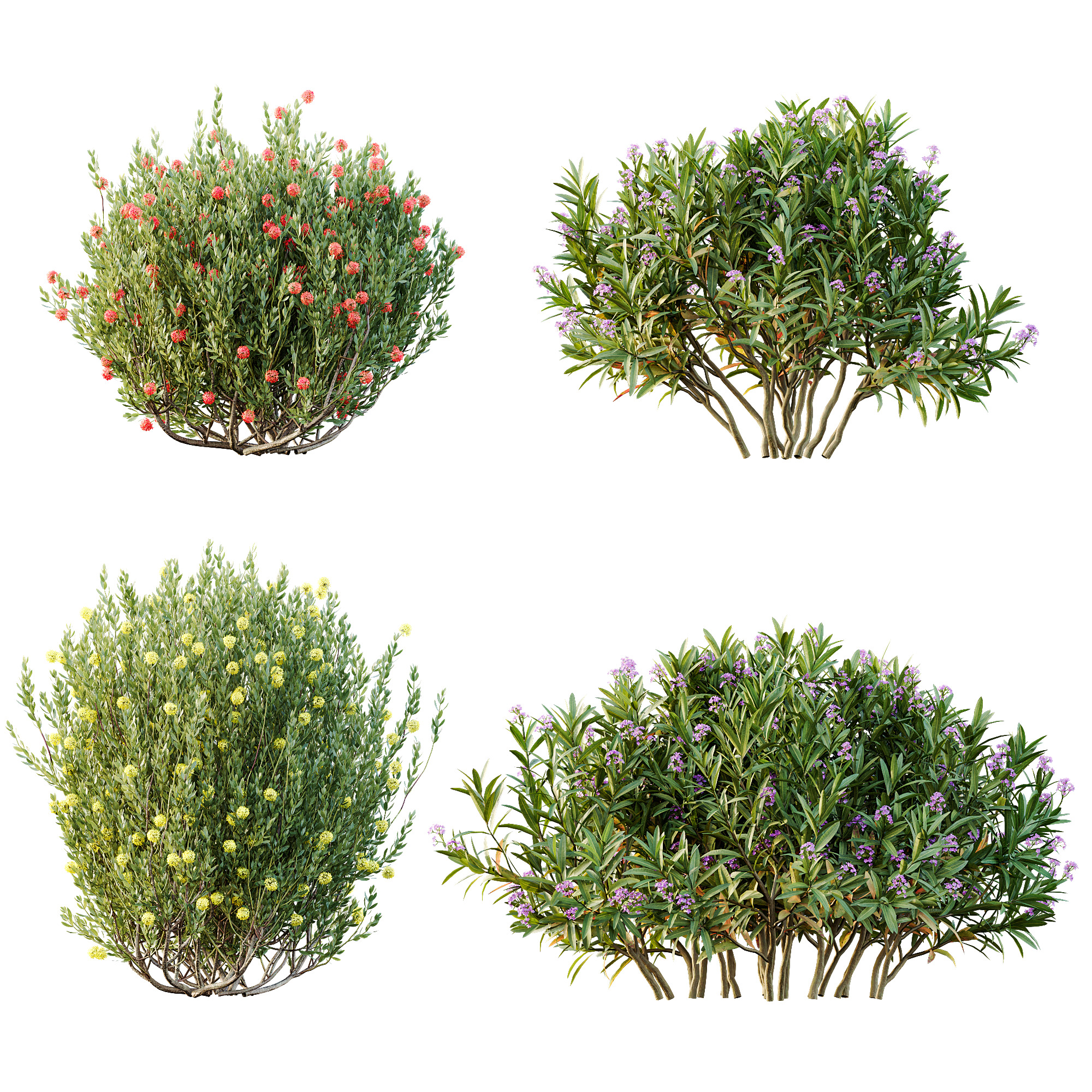 AV Spring flowering shrubs Nerium Rose Pink and Ixora Jasmine 3D model_5