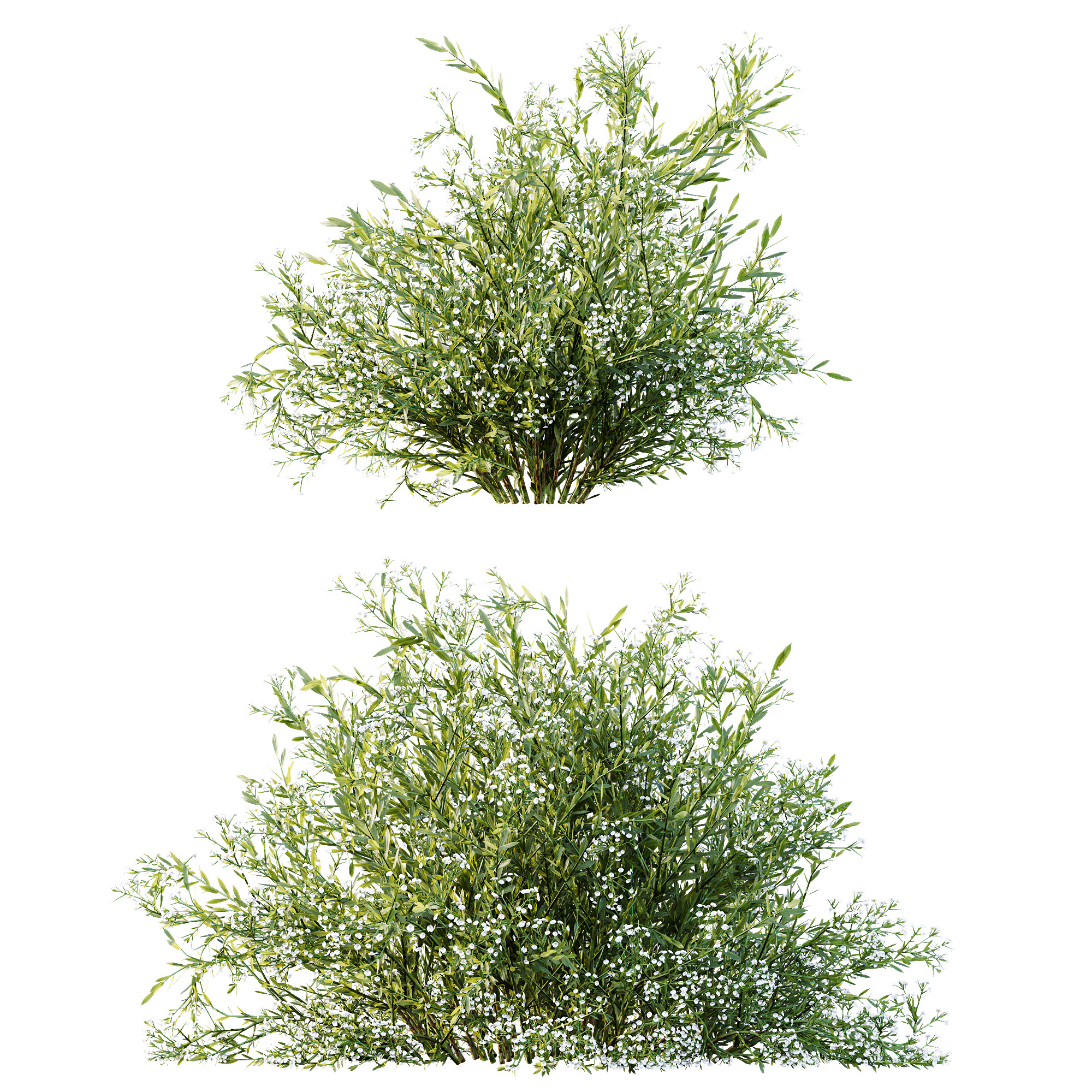 AV Spring shrubs Grandiflora Red Glossy and Gypsophila Breath 3D model_5