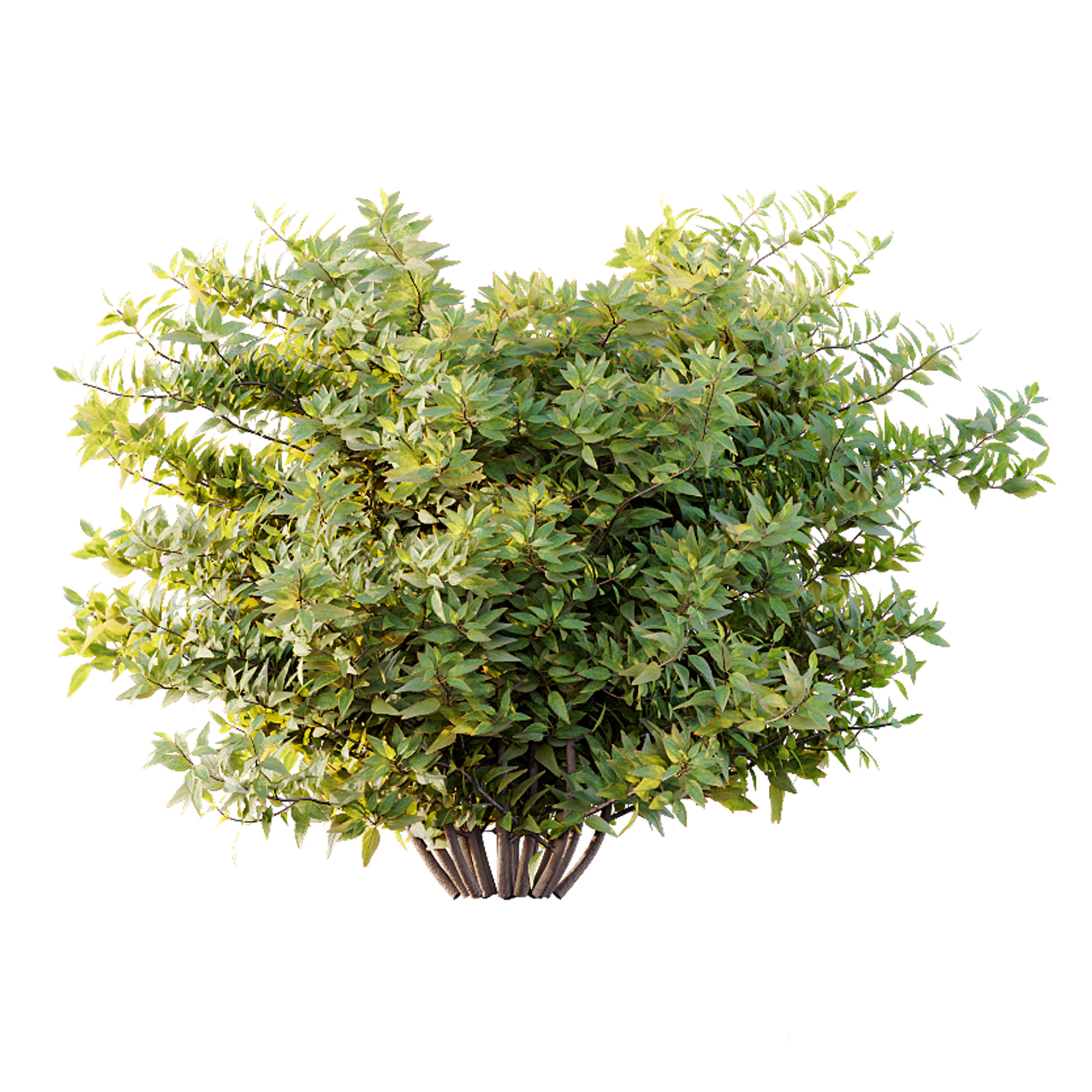 AV Spring shrubs Grandiflora Red Glossy and Gypsophila Breath 3D model_4