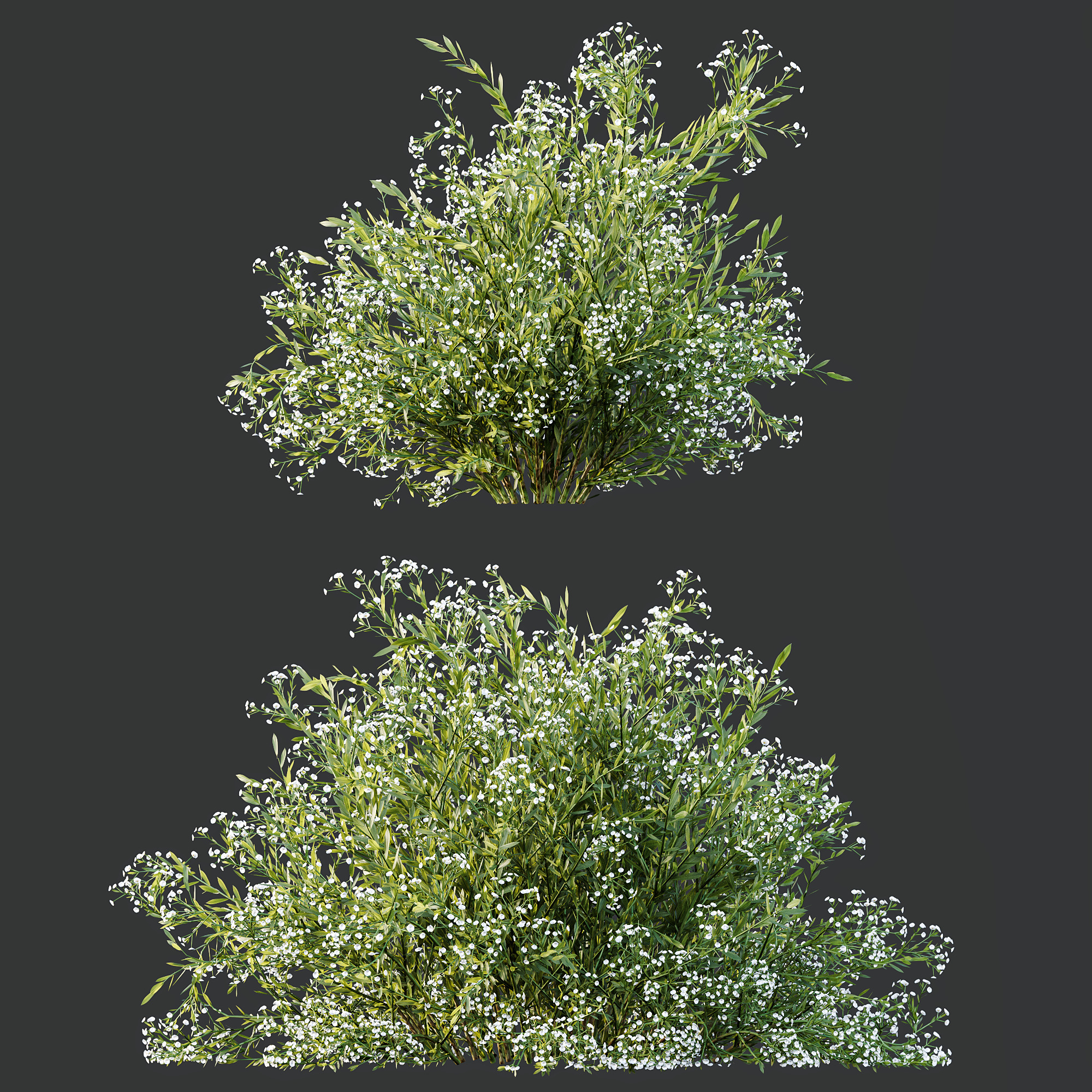 AV Spring shrubs Grandiflora Red Glossy and Gypsophila Breath 3D model_3