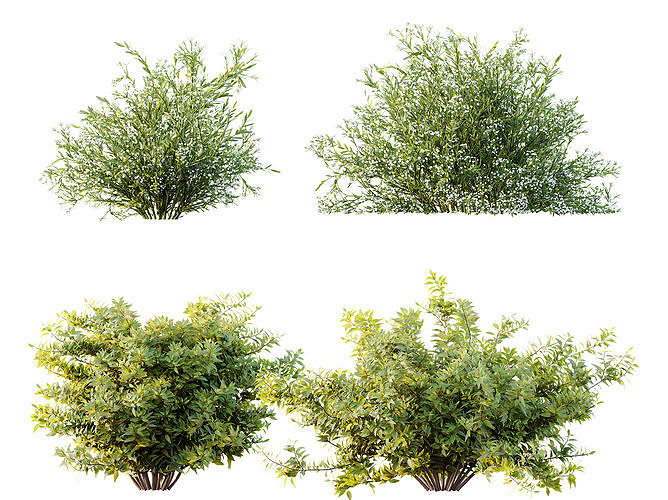 AV Spring shrubs Grandiflora Red Glossy and Gypsophila Breath 3D model