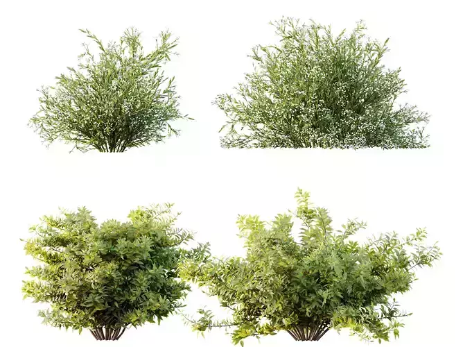 AV Spring shrubs Grandiflora Red Glossy and Gypsophila Breath 3D model