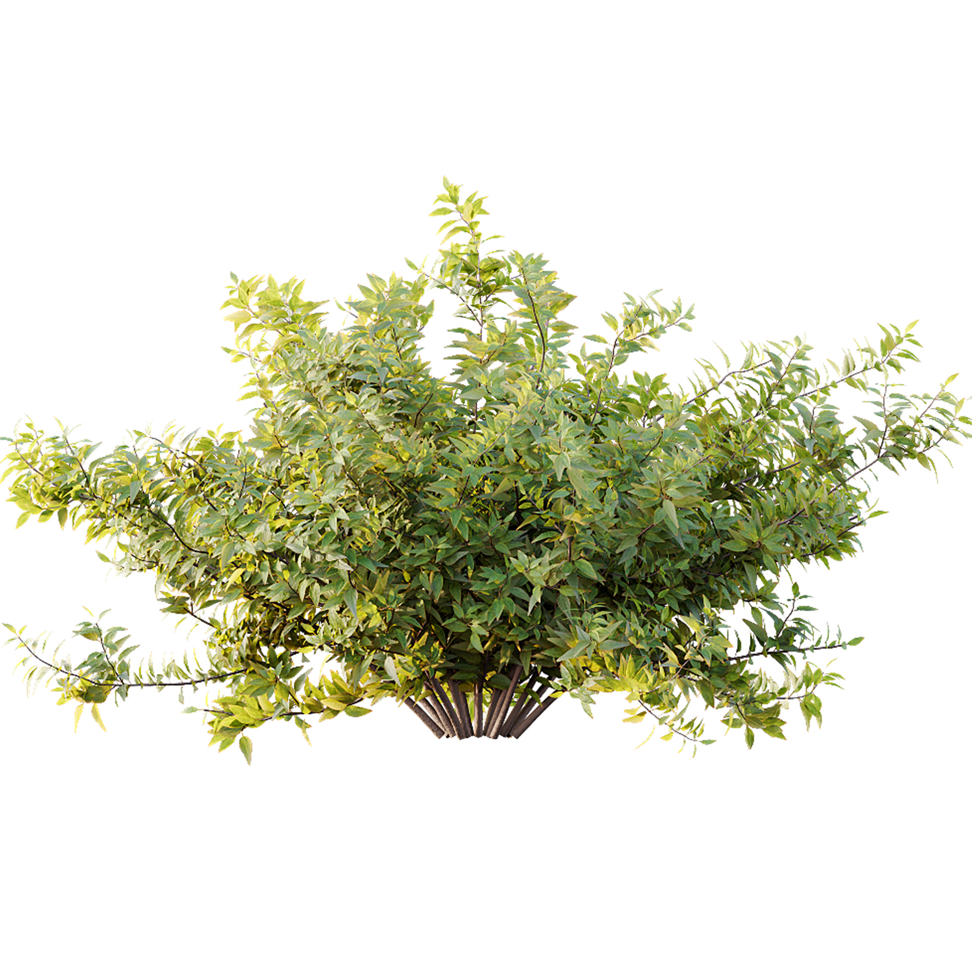 AV Spring shrubs Grandiflora Red Glossy and Gypsophila Breath 3D model_2