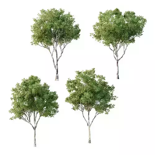 Sydney Blue Gum Tree 03