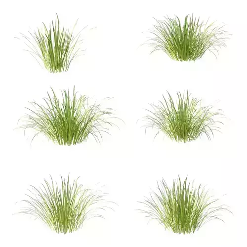 Carex Elata Aurea Grass 02