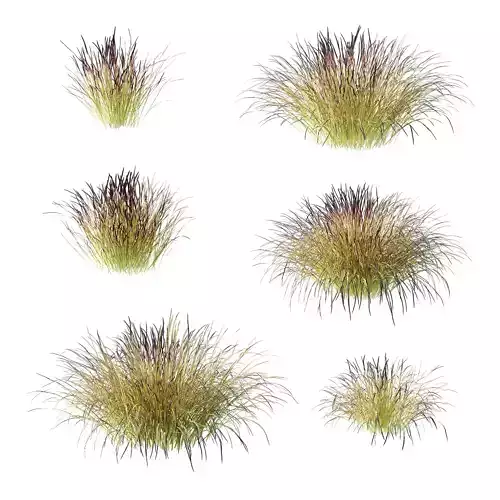 Carex Elata Aurea Grass 03