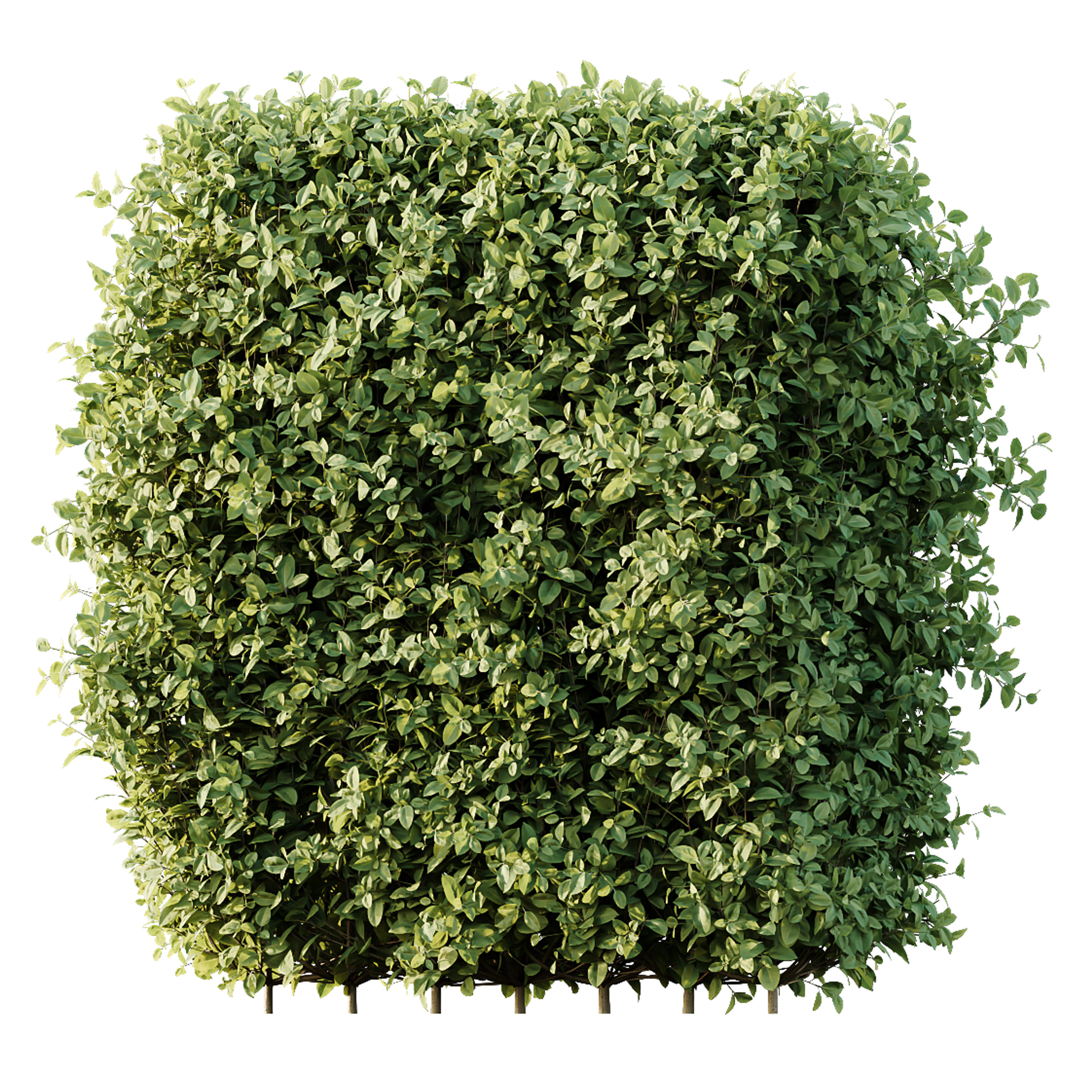 AV Ligustrum Ovalifolium Argenteum Aureum 3D model_1