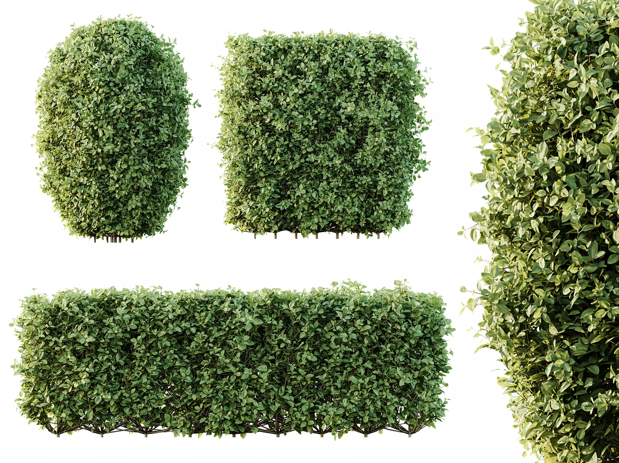 AV Ligustrum Ovalifolium Argenteum Aureum 3D model_0