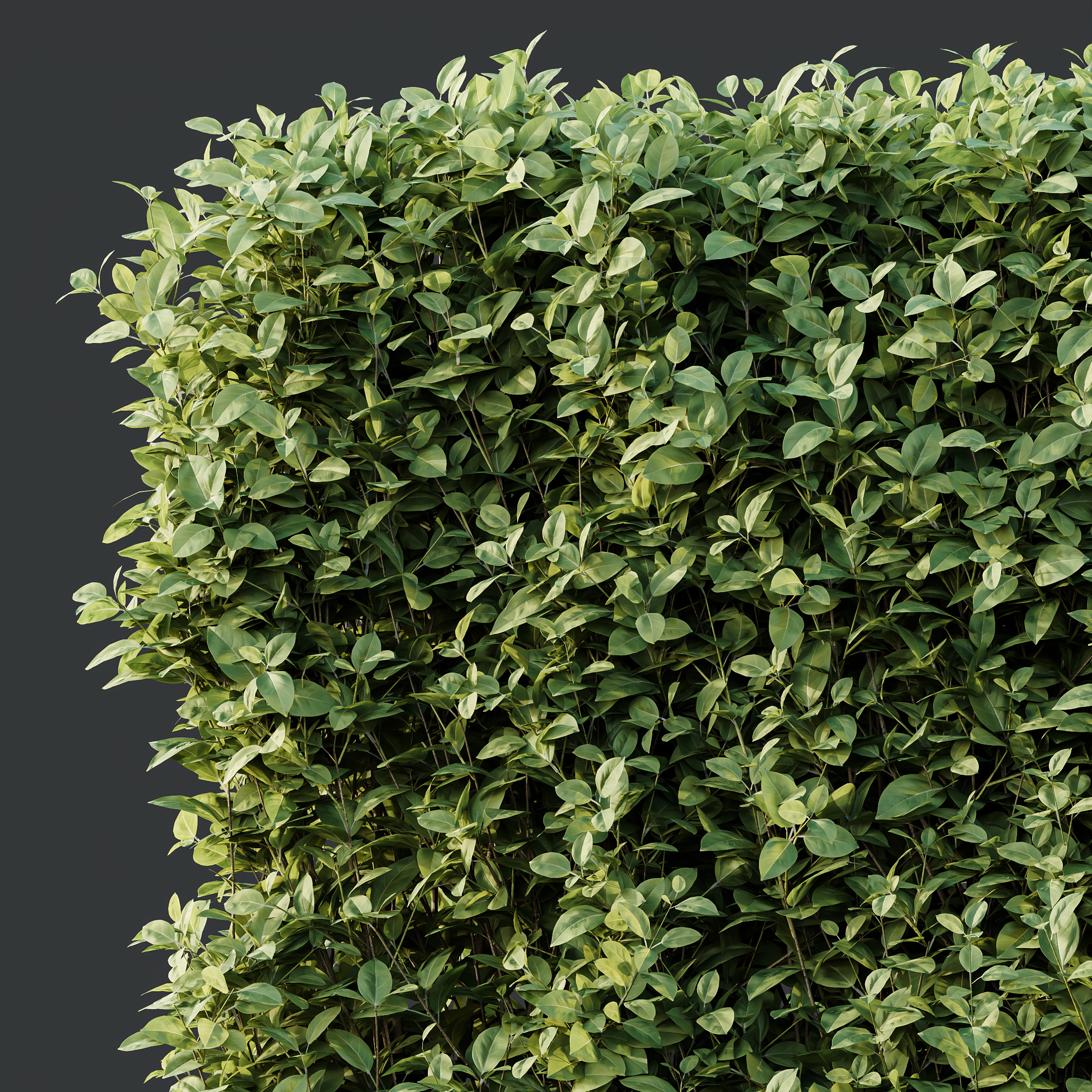 AV Ligustrum Ovalifolium Argenteum Aureum 3D model_4