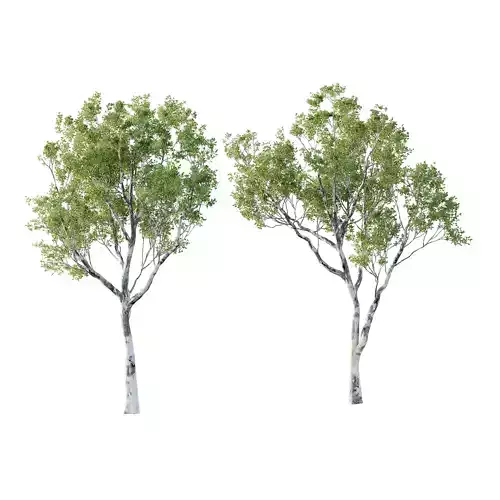 Sydney Blue Gum Tree 04