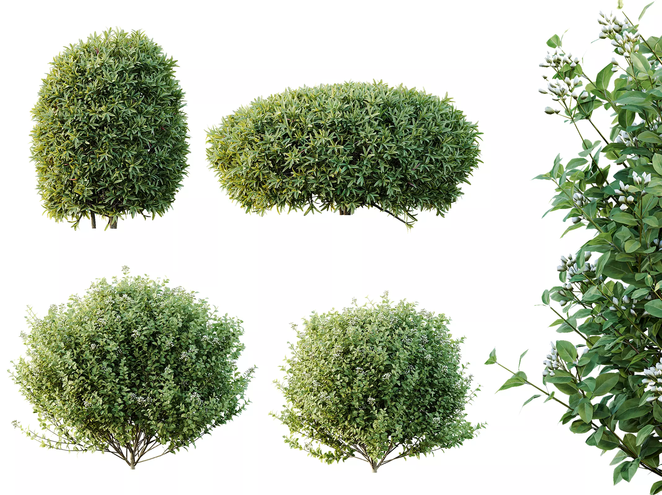 AV Phillyrea Rosemarinifolia and Ligustrum Ovalifolium 3D model_0