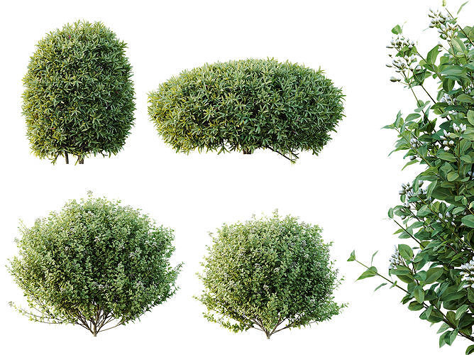AV Phillyrea Rosemarinifolia and Ligustrum Ovalifolium 3D model