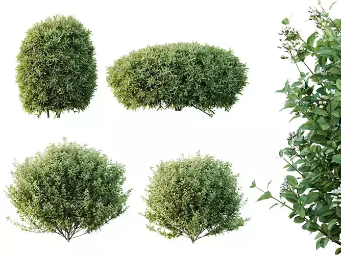AV Phillyrea Rosemarinifolia and Ligustrum Ovalifolium 3D model