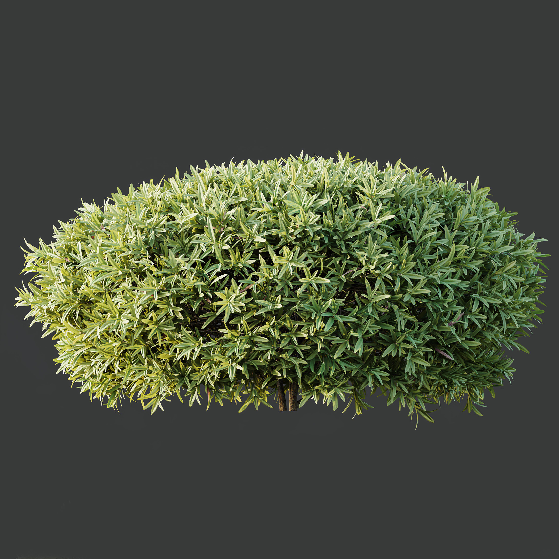 AV Phillyrea Rosemarinifolia and Ligustrum Ovalifolium 3D model_7