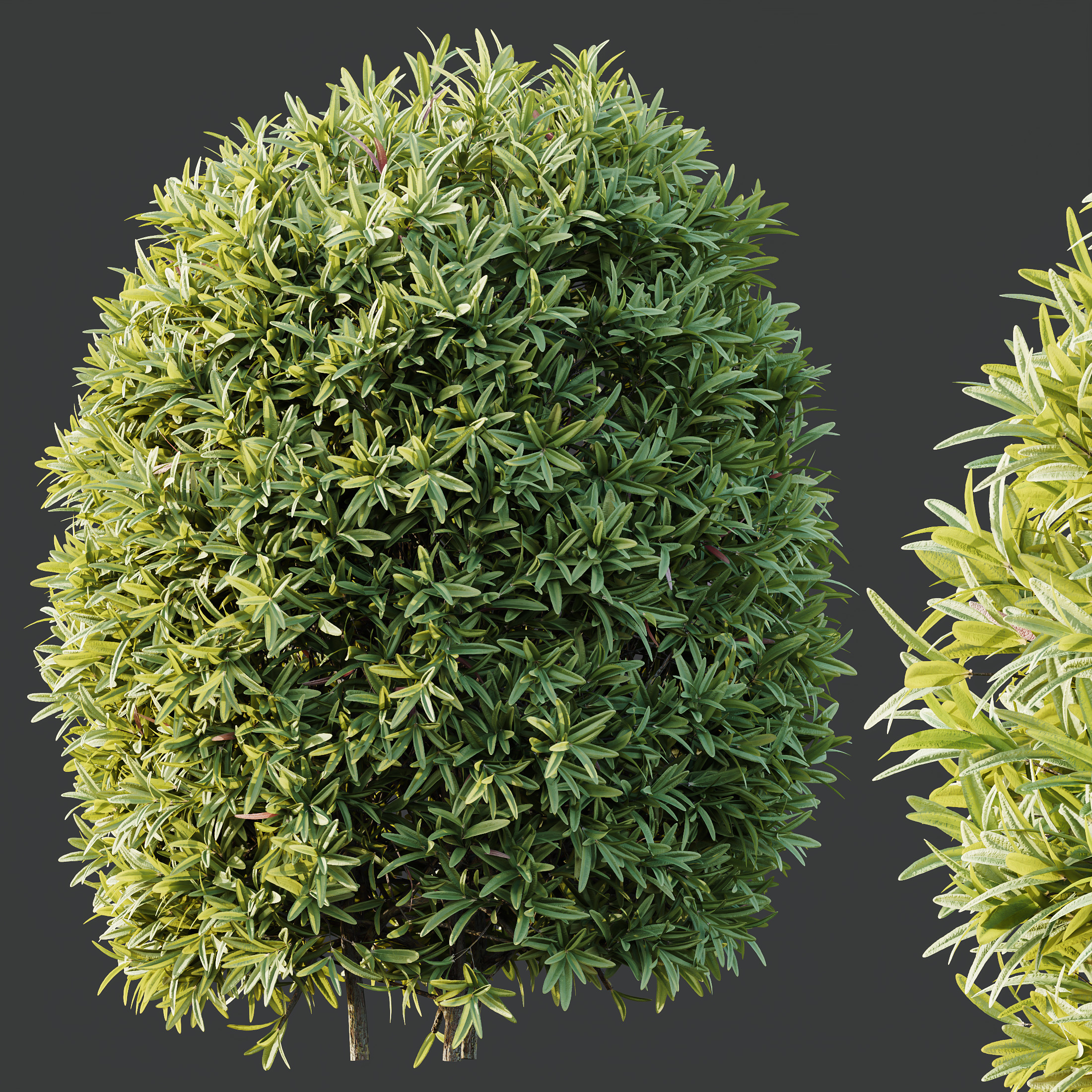 AV Phillyrea Rosemarinifolia and Ligustrum Ovalifolium 3D model_6