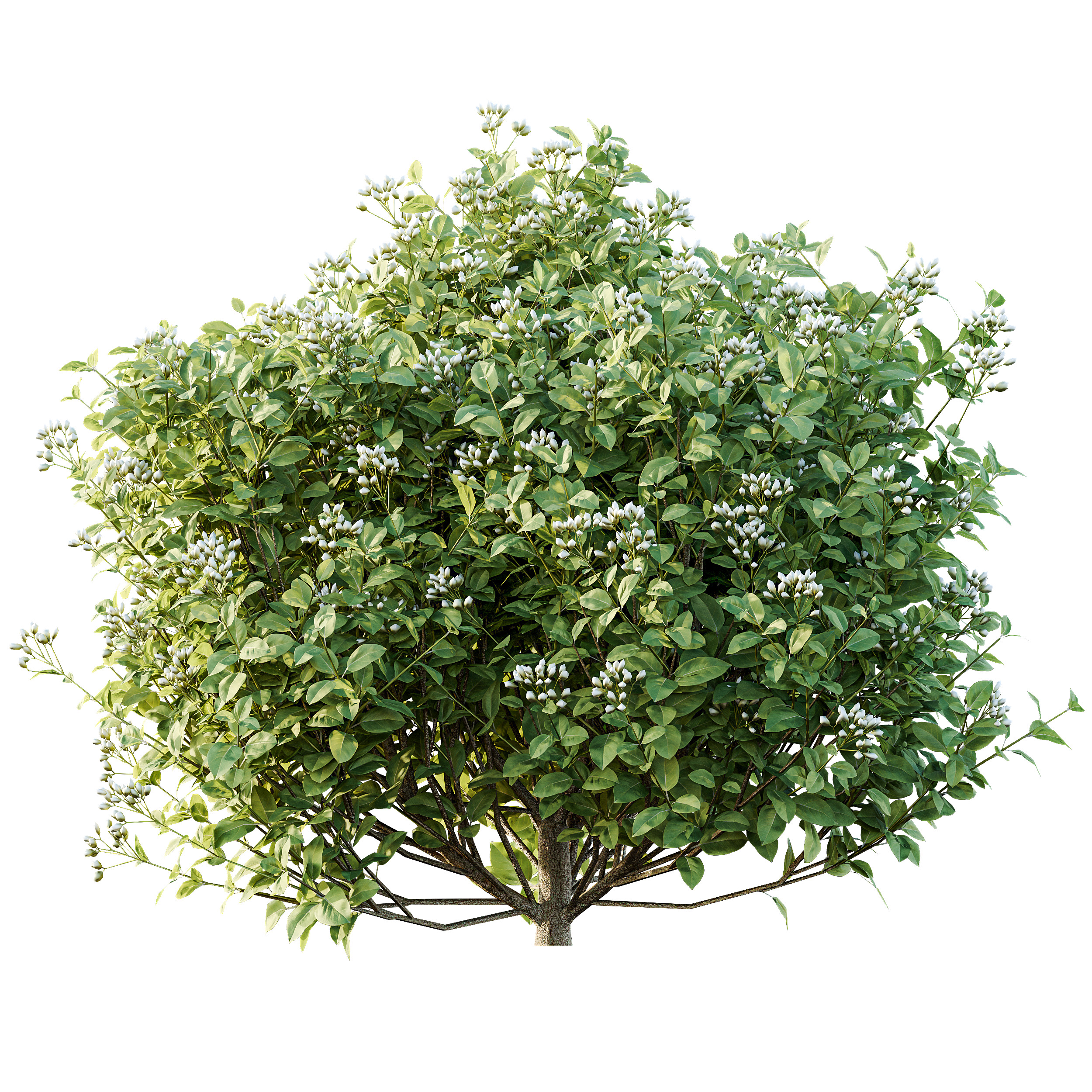 AV Phillyrea Rosemarinifolia and Ligustrum Ovalifolium 3D model_3