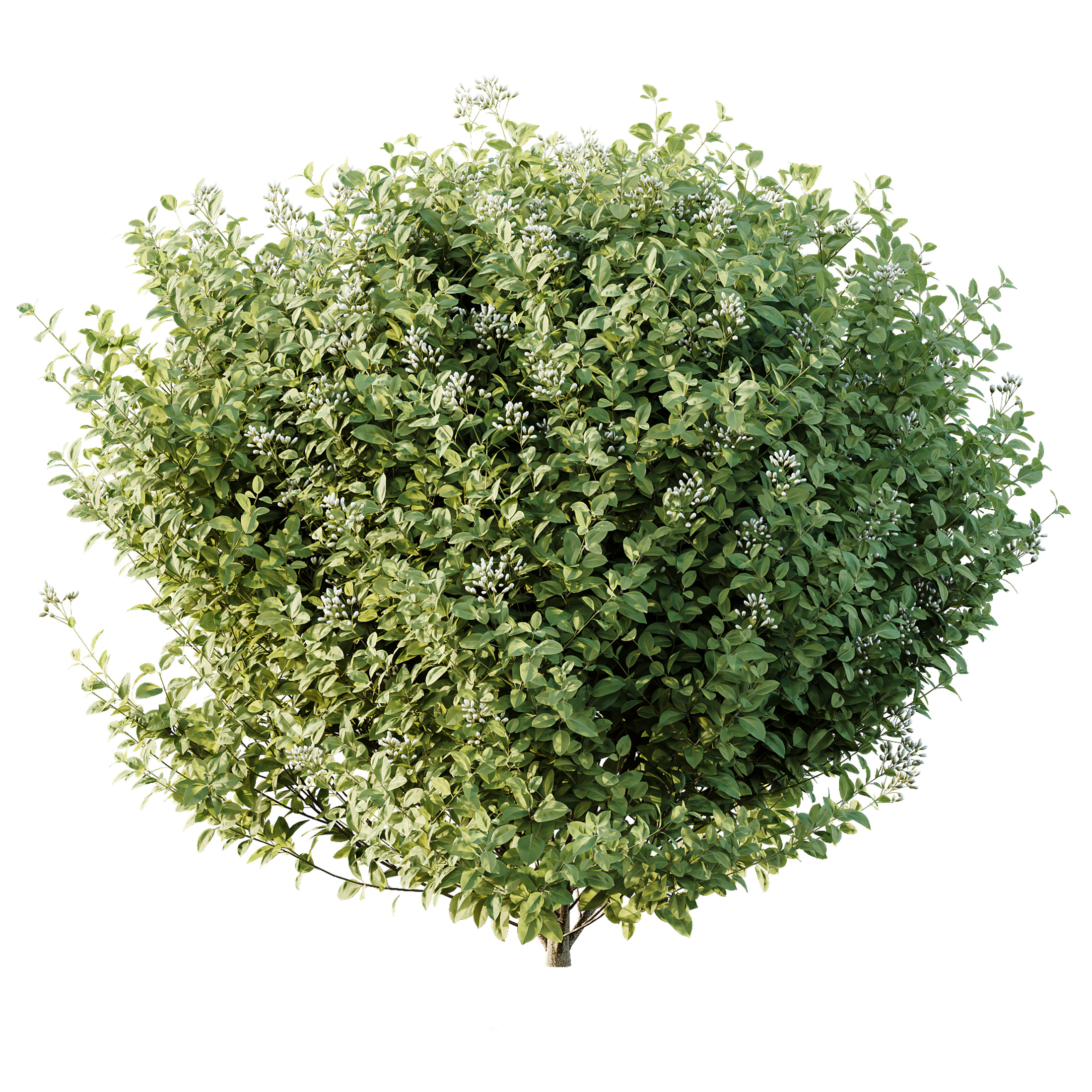 AV Phillyrea Rosemarinifolia and Ligustrum Ovalifolium 3D model_5