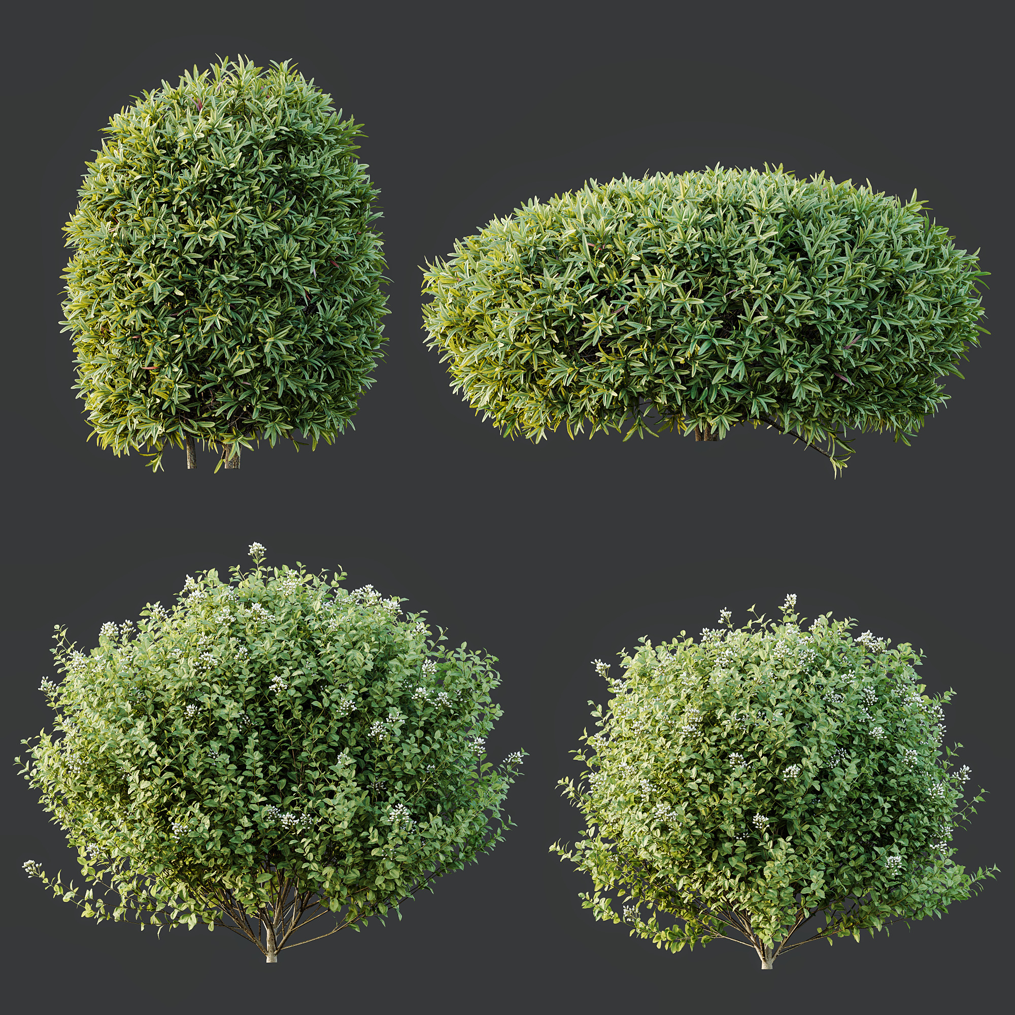 AV Phillyrea Rosemarinifolia and Ligustrum Ovalifolium 3D model_8