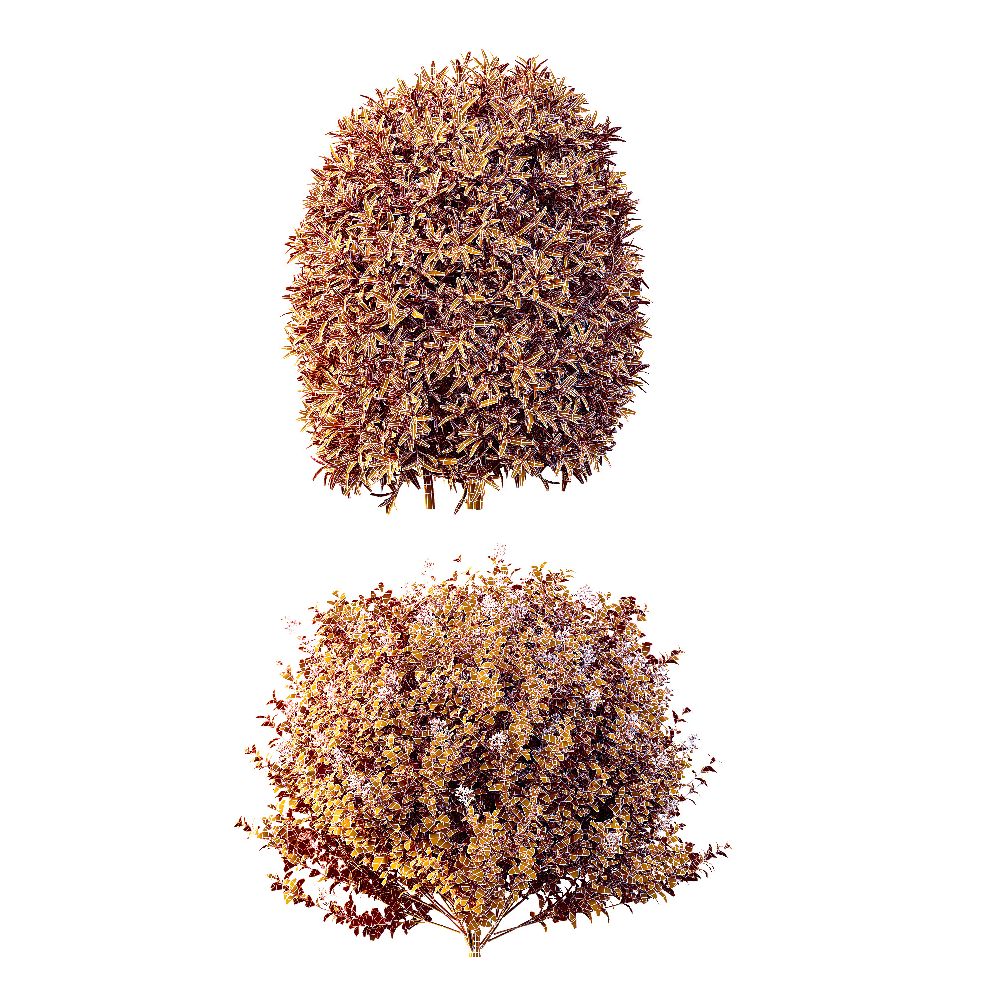 AV Phillyrea Rosemarinifolia and Ligustrum Ovalifolium 3D model_11