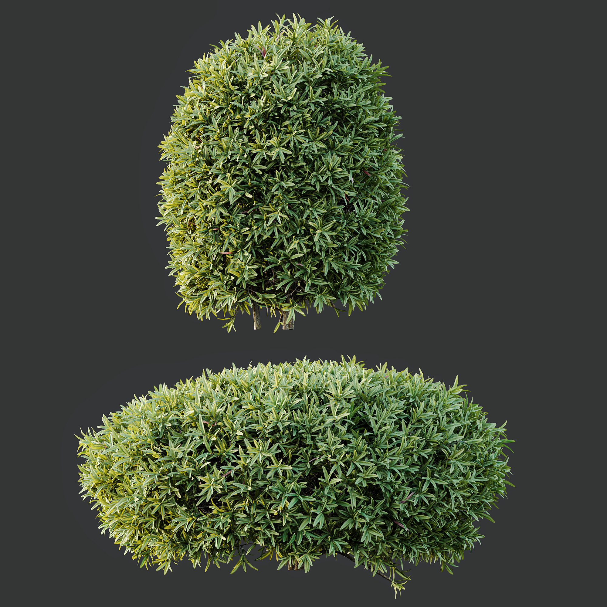 AV Phillyrea Rosemarinifolia and Ligustrum Ovalifolium 3D model_2