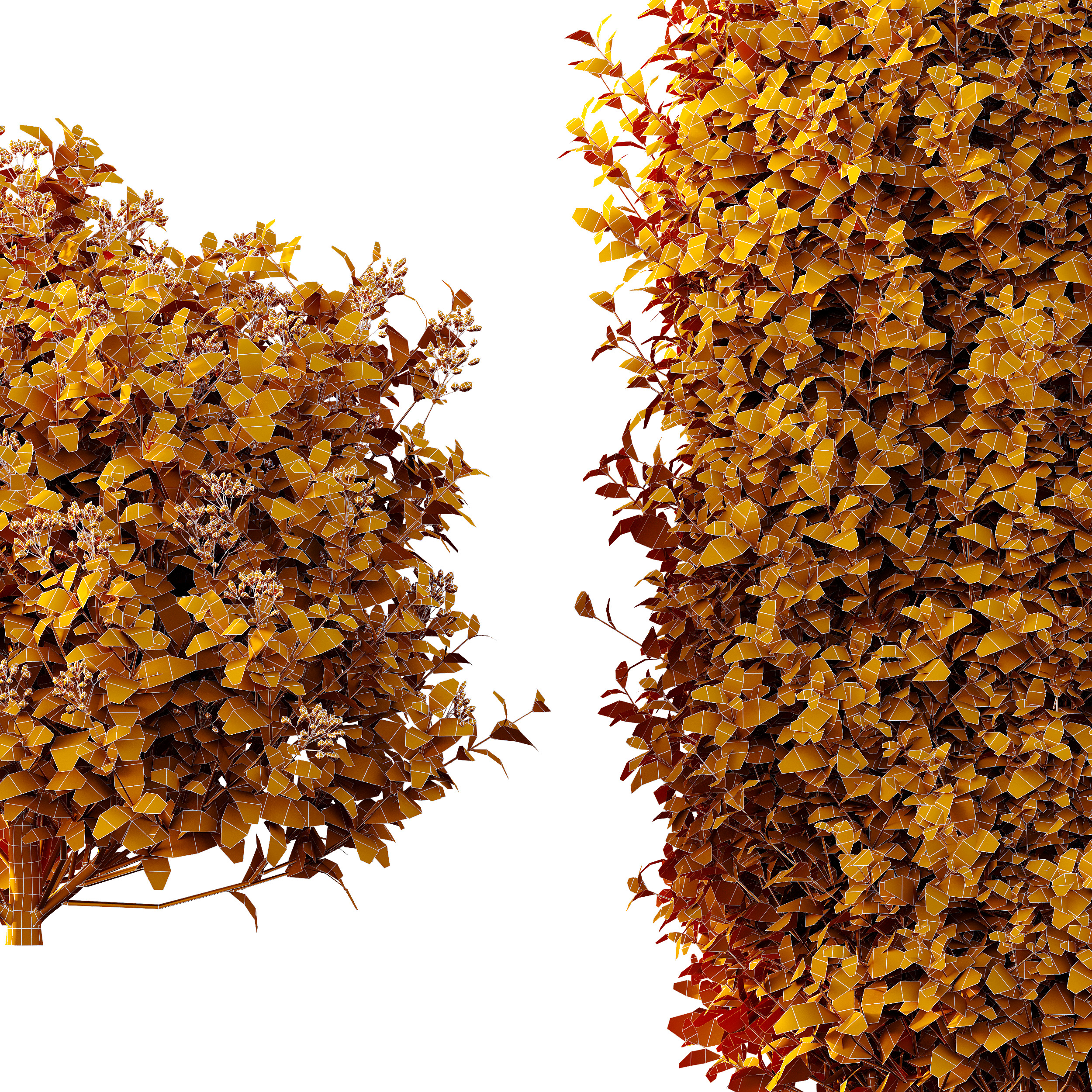 AV Phillyrea Rosemarinifolia and Ligustrum Ovalifolium 3D model_10