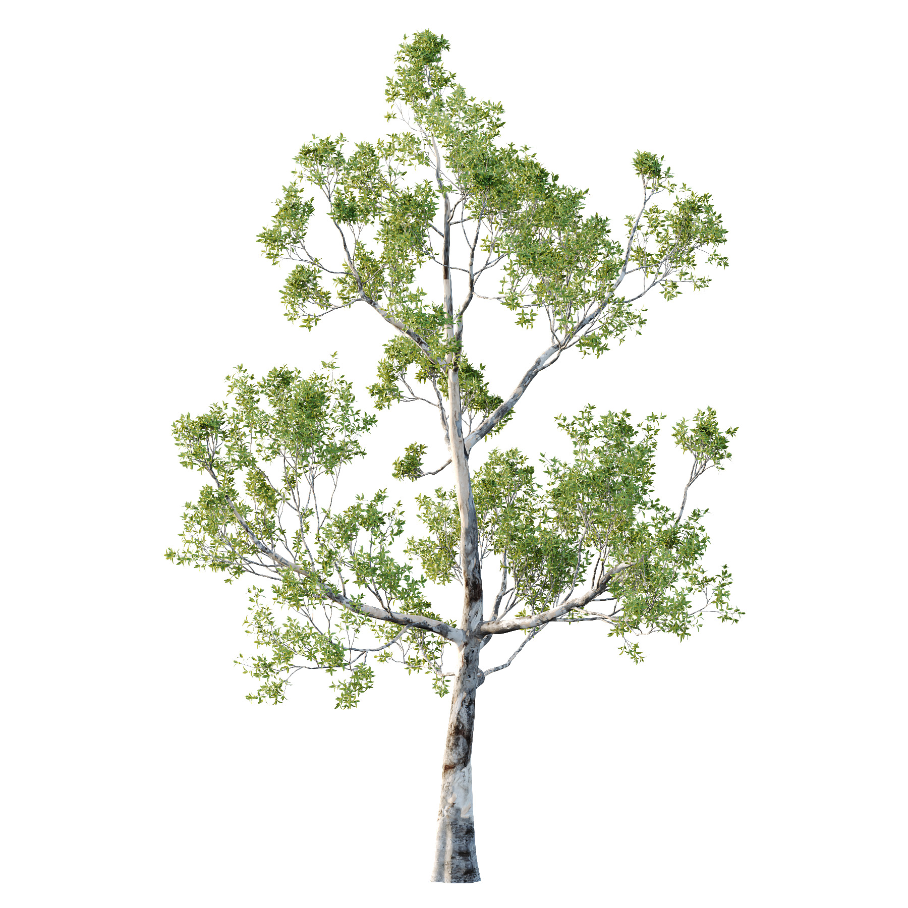 Sydney Blue Gum Tree 05 3D model_2