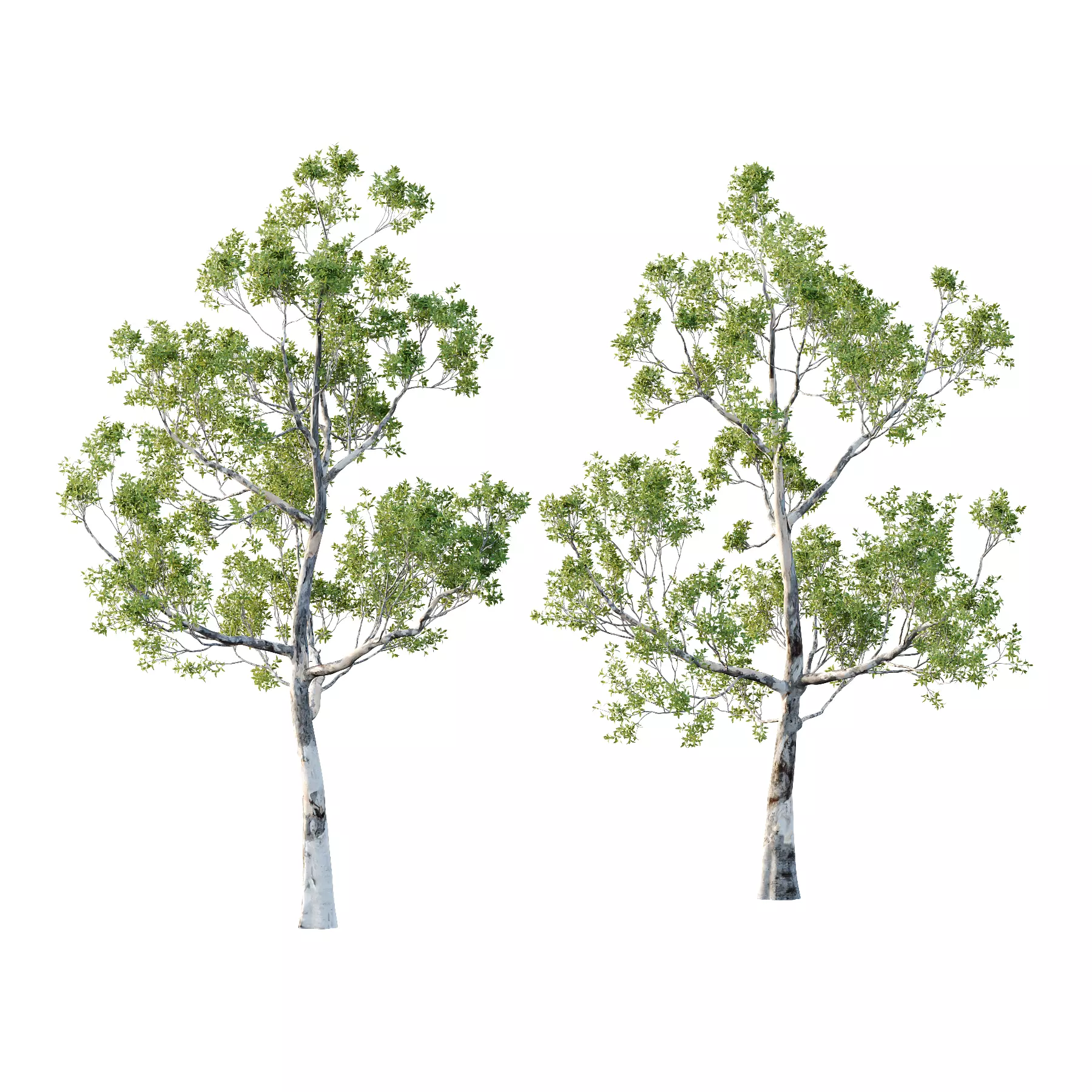 Sydney Blue Gum Tree 05 3D model_0