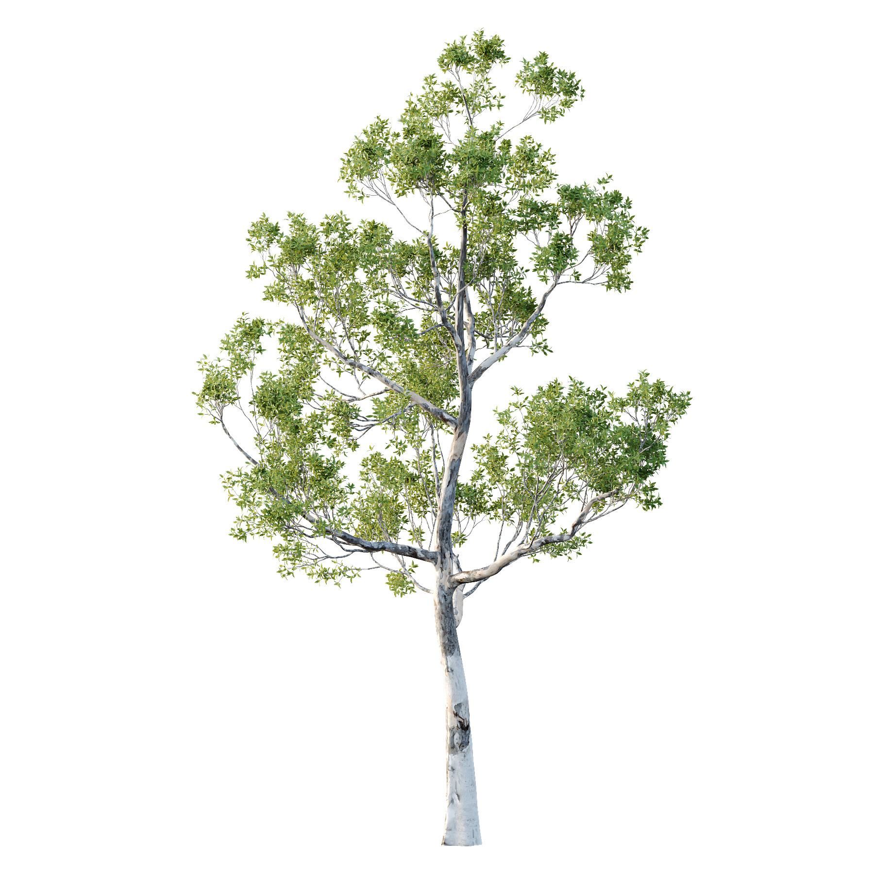 Sydney Blue Gum Tree 05 3D model_1