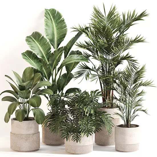 Indoor Plant Set 0156 3D model_0
