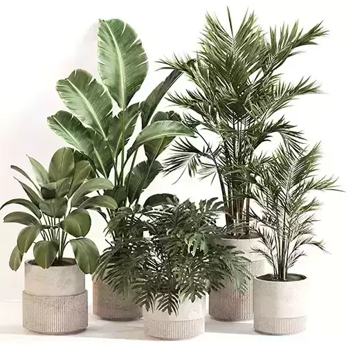 Indoor Plant Set 0156 3D model