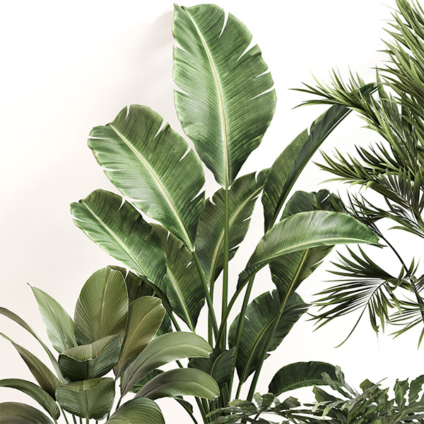 Indoor Plant Set 0156 3D model_2