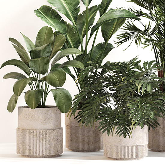 Indoor Plant Set 0156 3D model_4