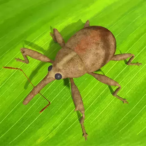 Anthonomus Pomorum 3D model