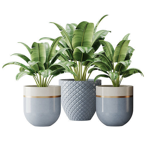 Spathiphyllum wallisii flower 3D model