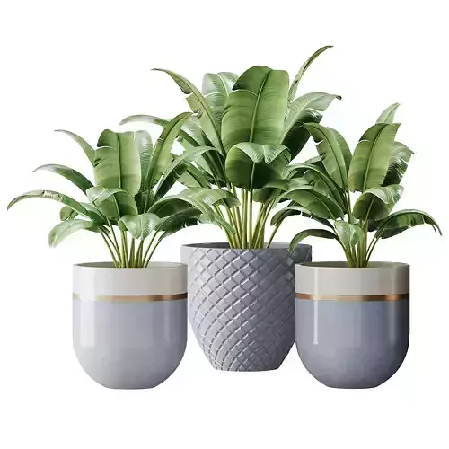 Spathiphyllum wallisii flower