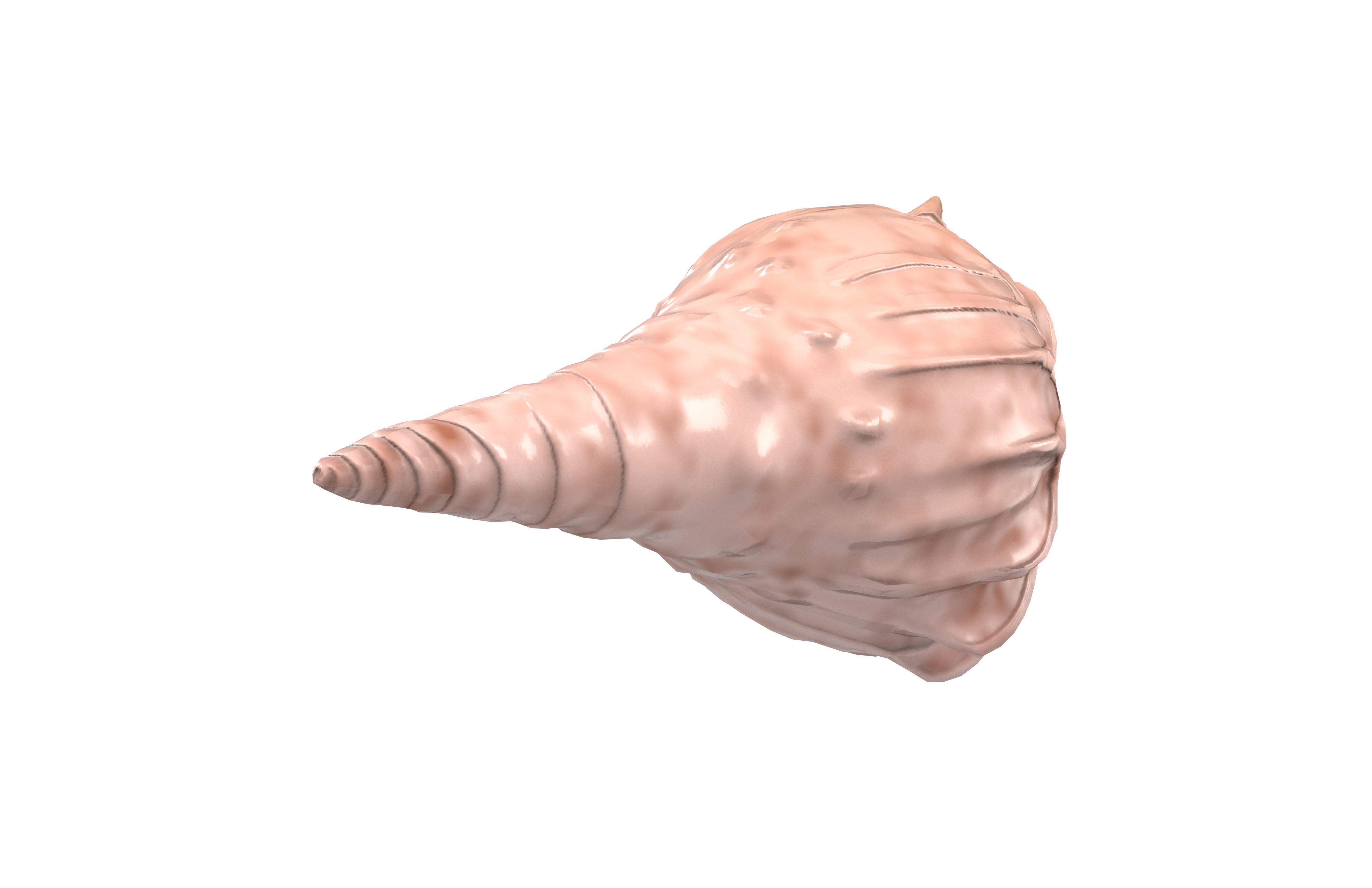 Conch v1 001 Low-poly 3D model_3