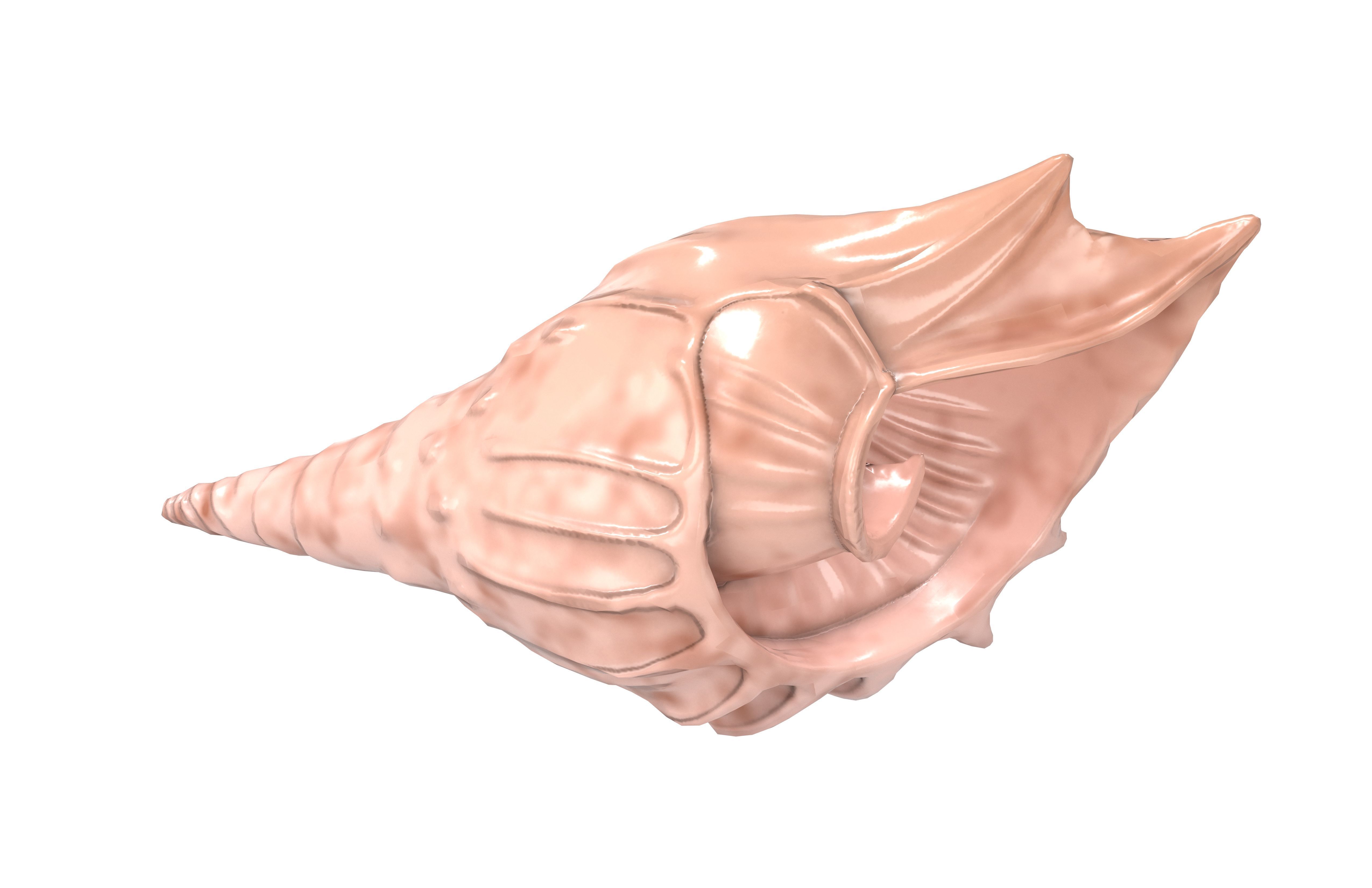 Conch v1 001 Low-poly 3D model_2