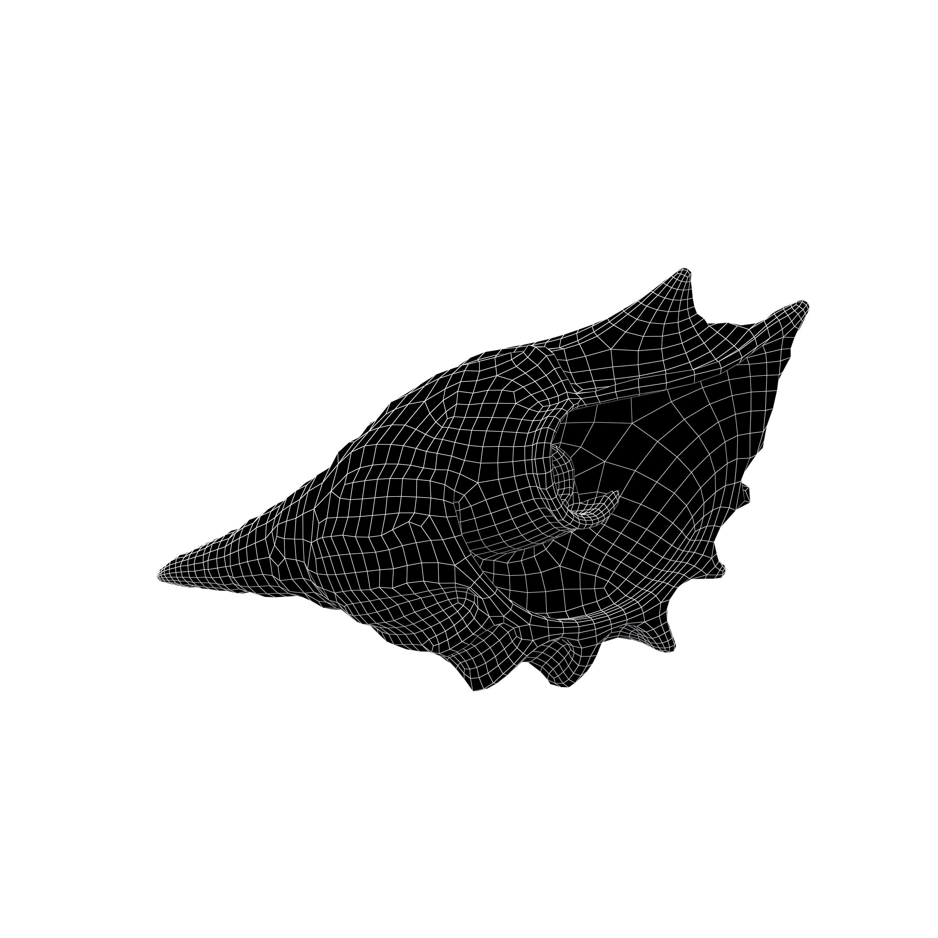Conch v1 001 Low-poly 3D model_4