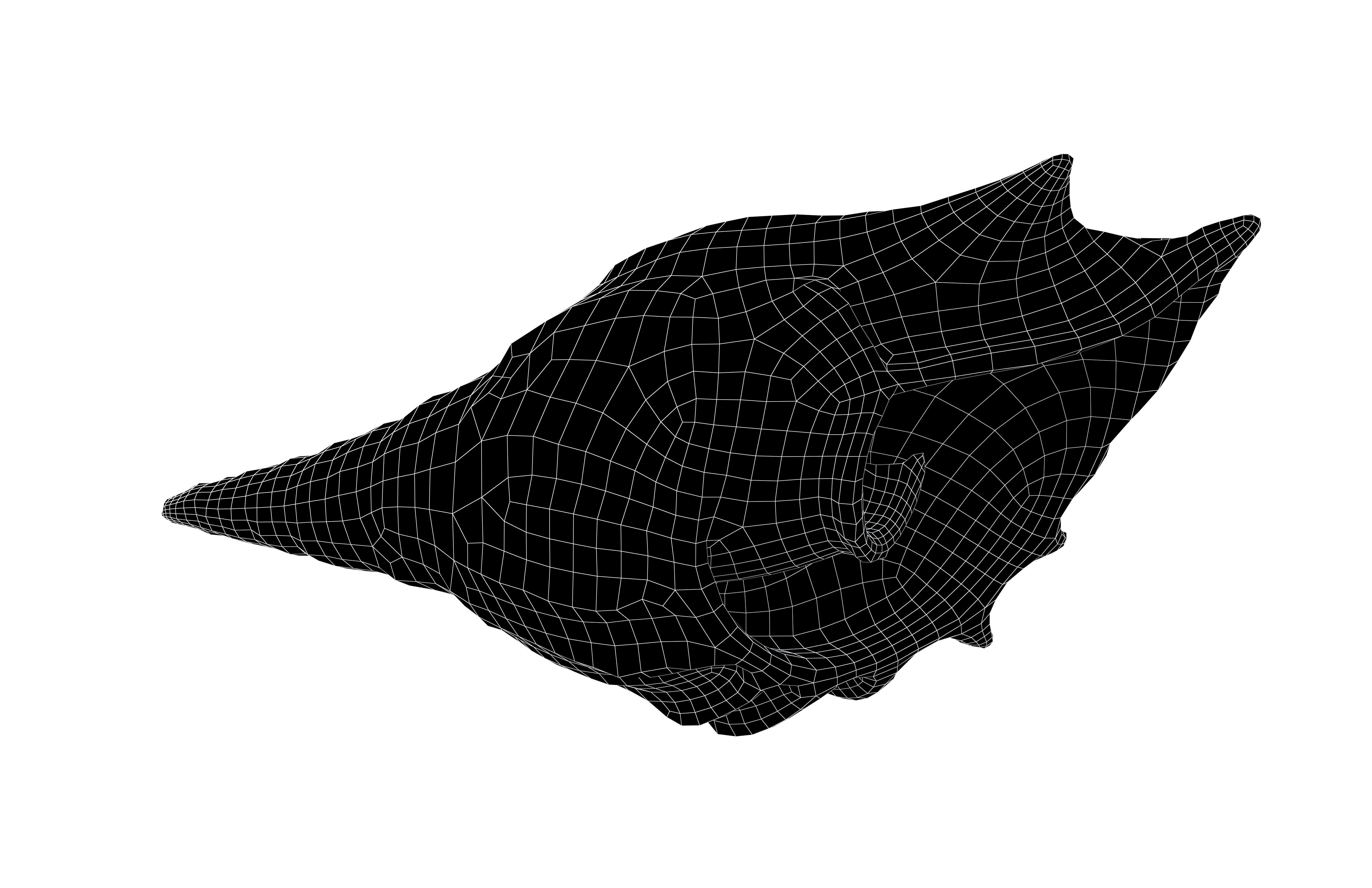 Conch v1 001 Low-poly 3D model_6