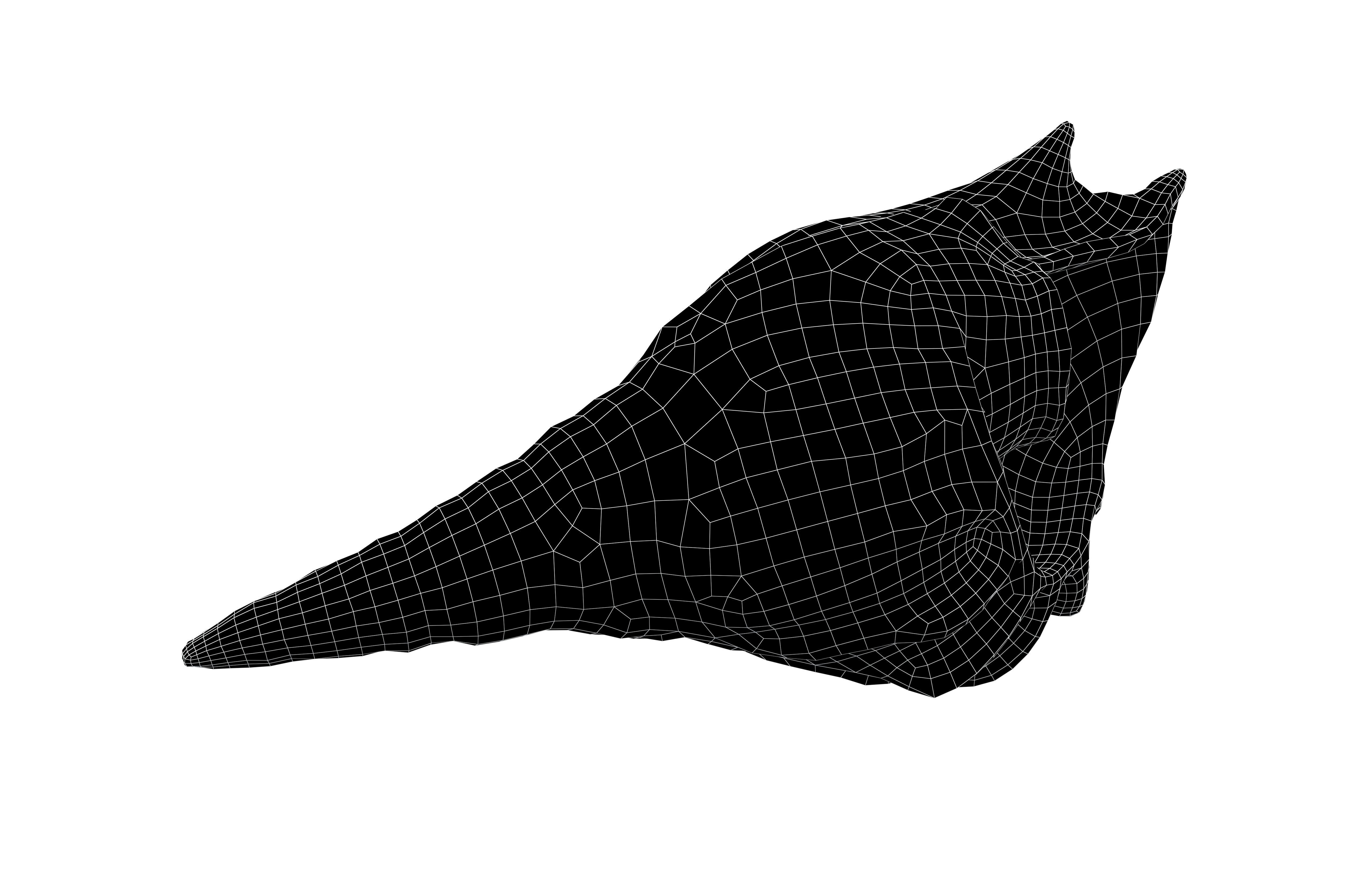 Conch v1 001 Low-poly 3D model_5