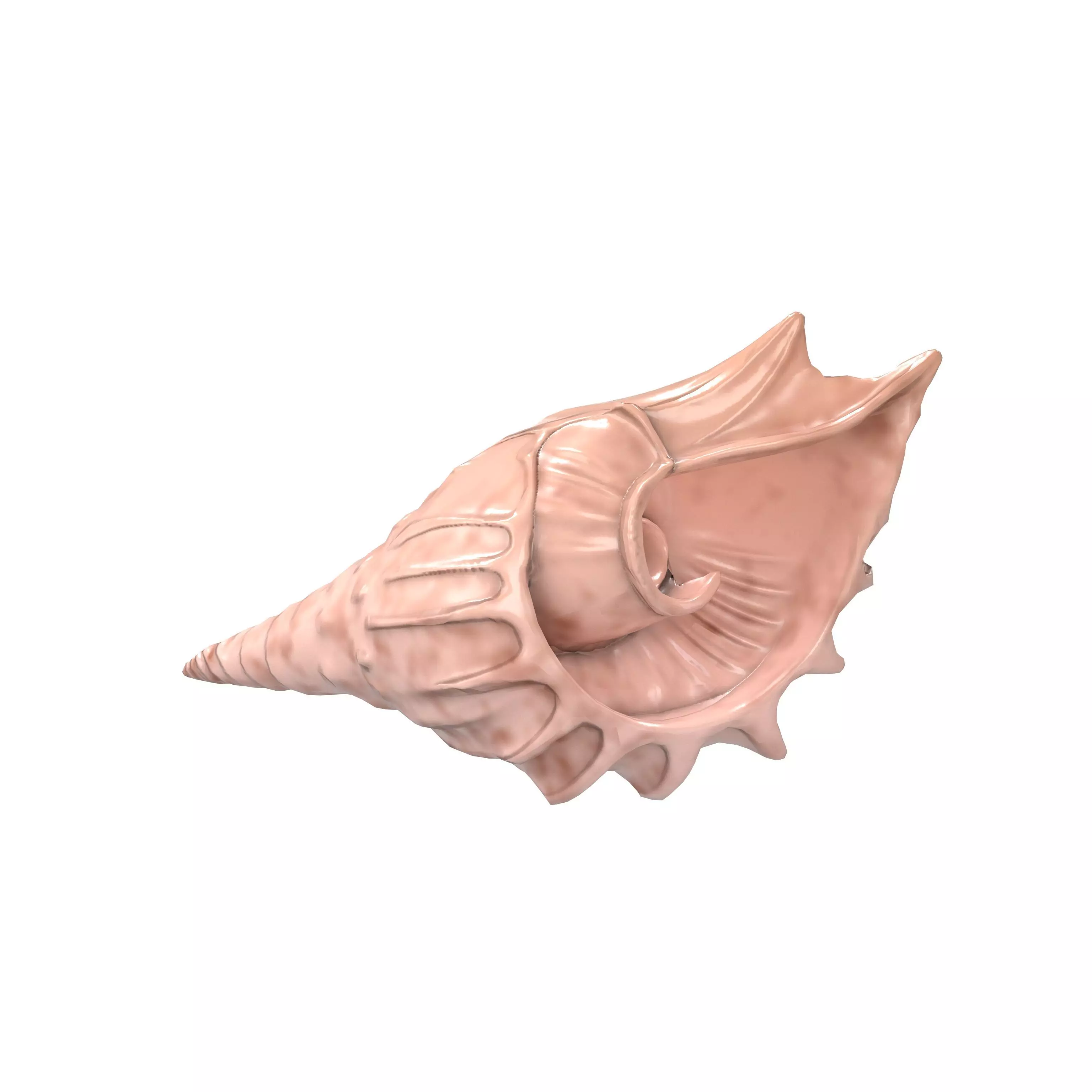 Conch v1 001 Low-poly 3D model_0