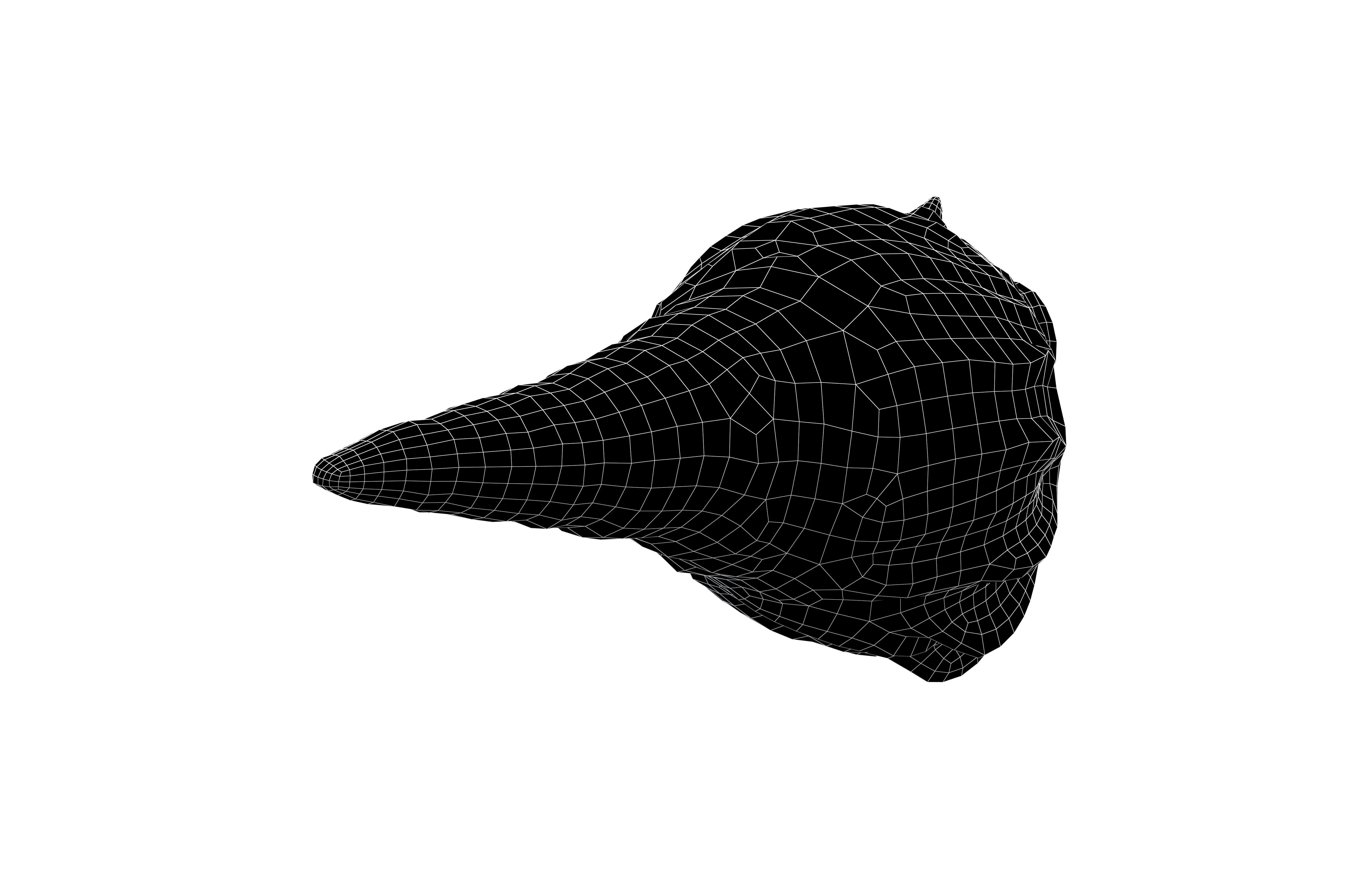 Conch v1 001 Low-poly 3D model_7