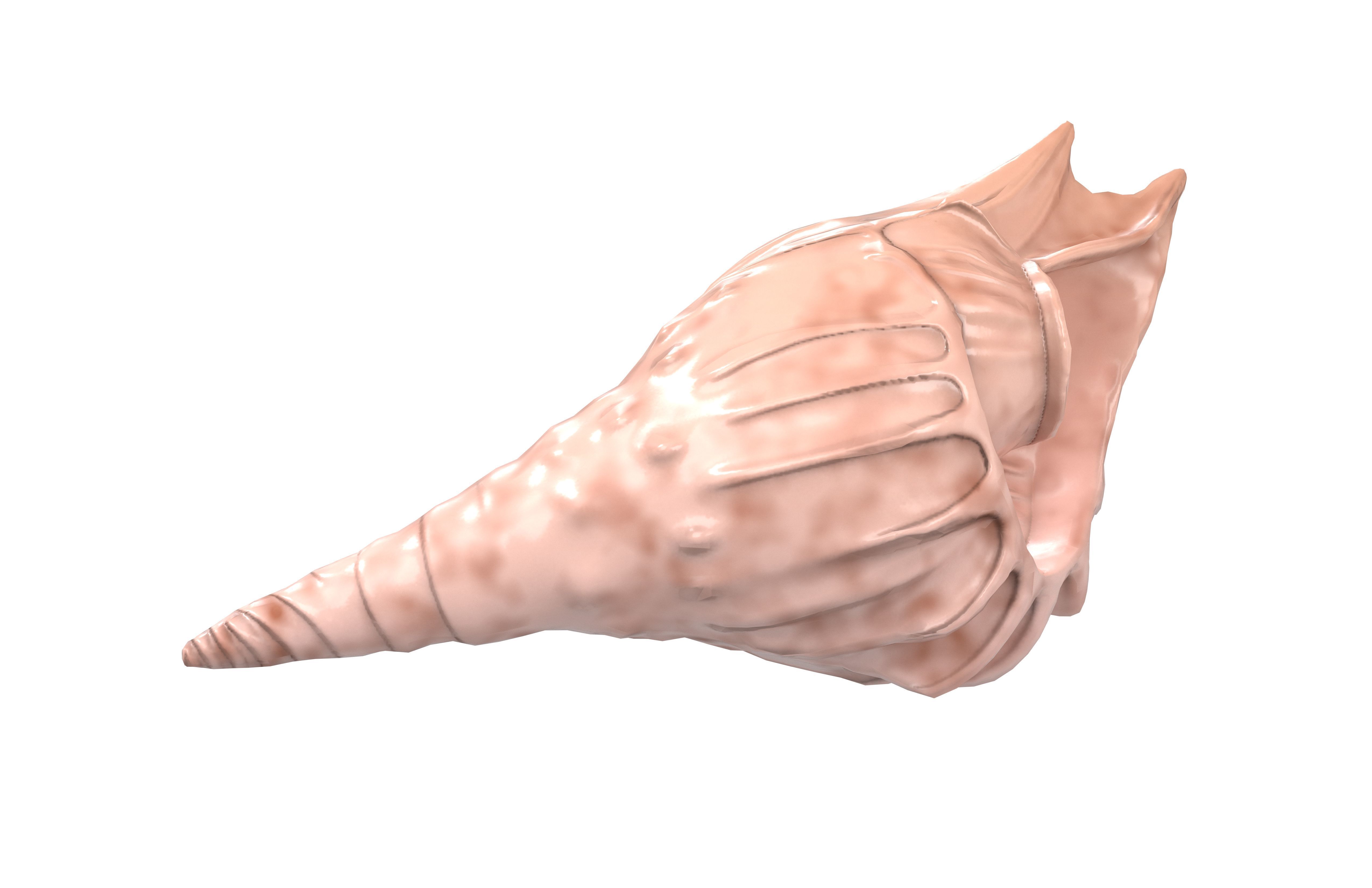 Conch v1 001 Low-poly 3D model_1