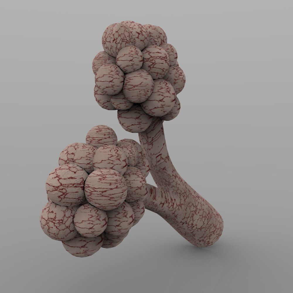 Alveoli fungus 3D model_2