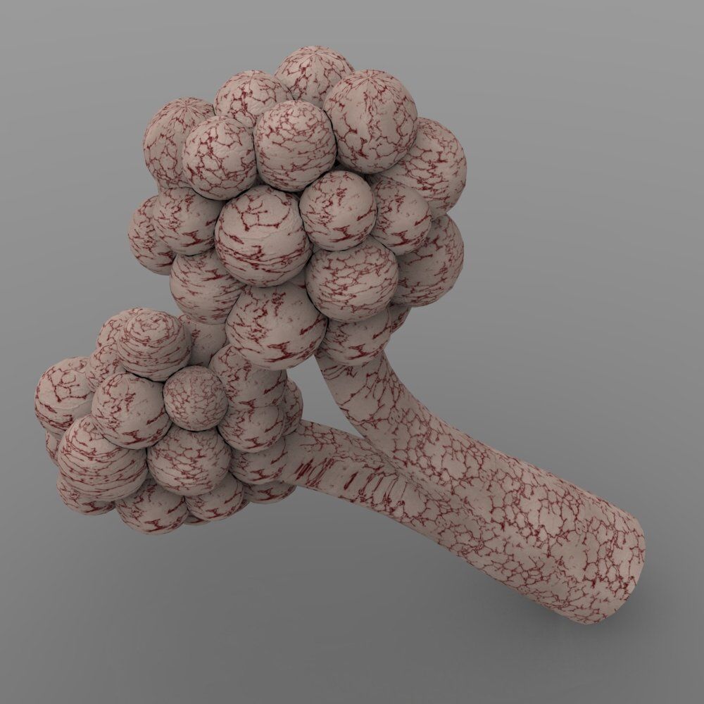 Alveoli fungus 3D model_4